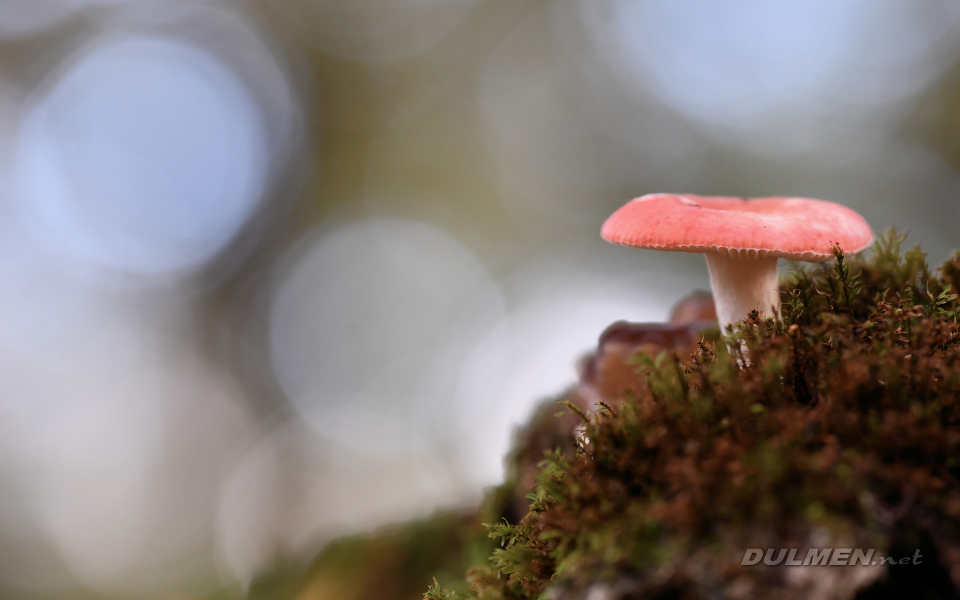 Fly Agaric (Amanita muscaria)